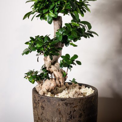 Ficus Bonsai
