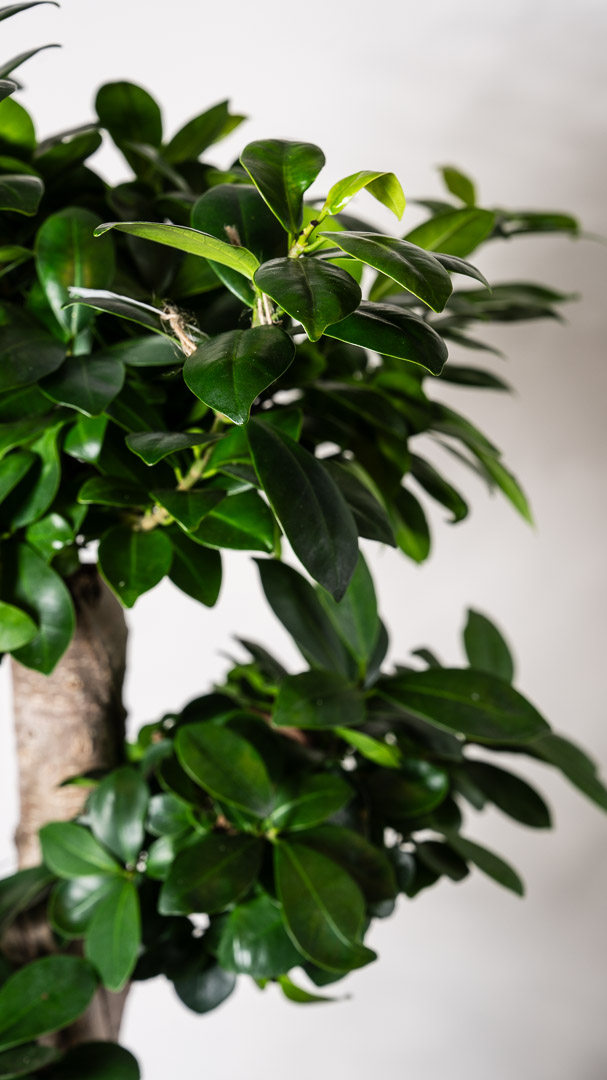 Ficus Bonsai - Image 3