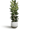 Ficus Rubber luxury indoor plant in ceramic pot – glossy dark green leaves