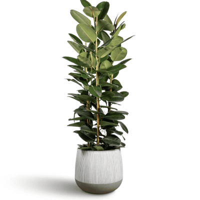 Ficus Rubber luxury indoor plant in ceramic pot – glossy dark green leaves