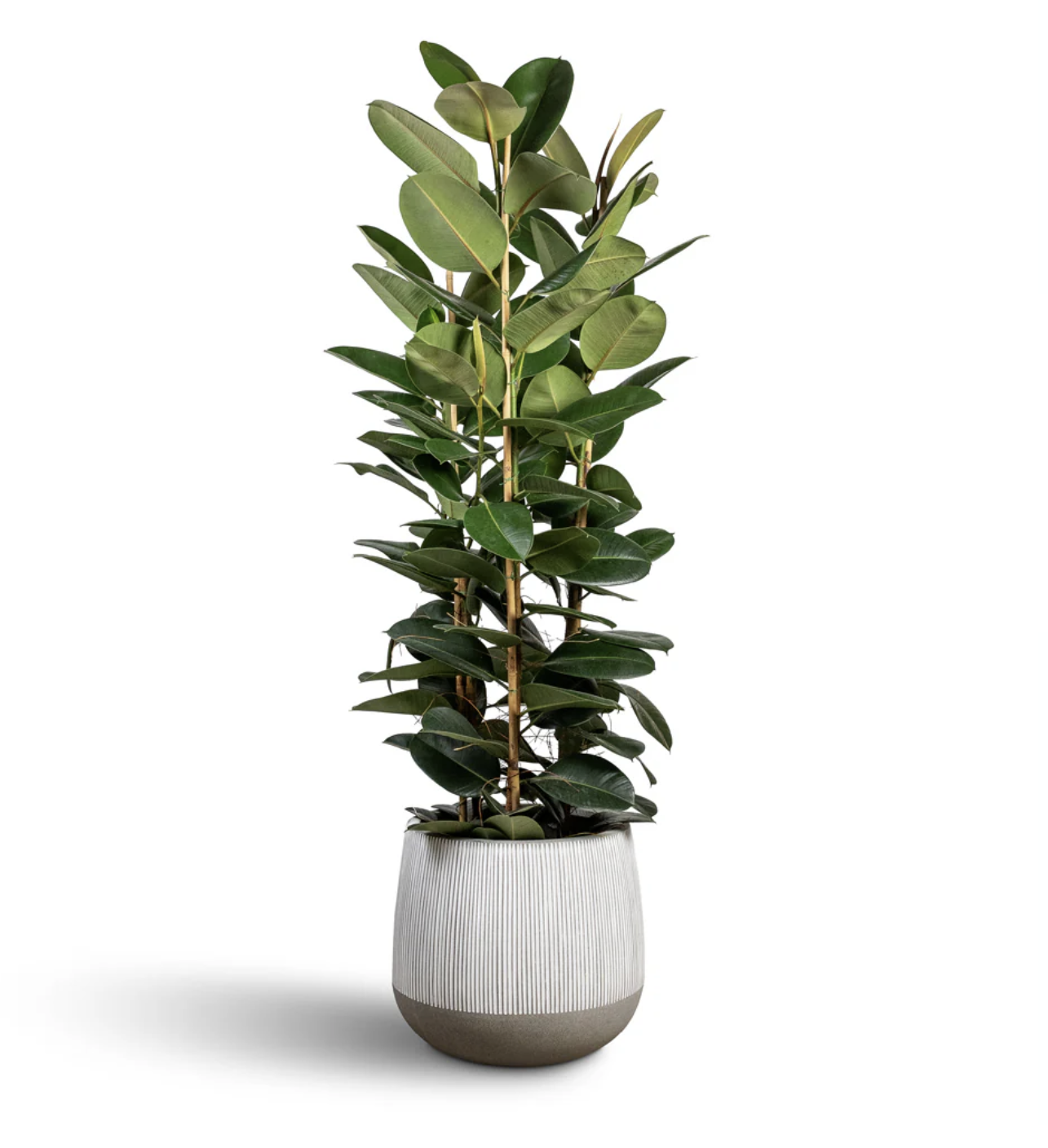 Ficus Rubber luxury indoor plant in ceramic pot – glossy dark green leaves