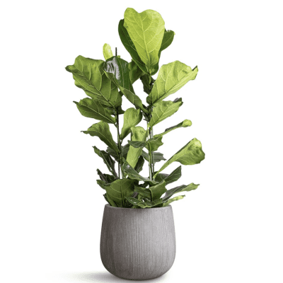 Ficus Lyrata 2–3 stems indoor plant in ceramic pot with Spanish moss cover, approx. 60–80 cm tall