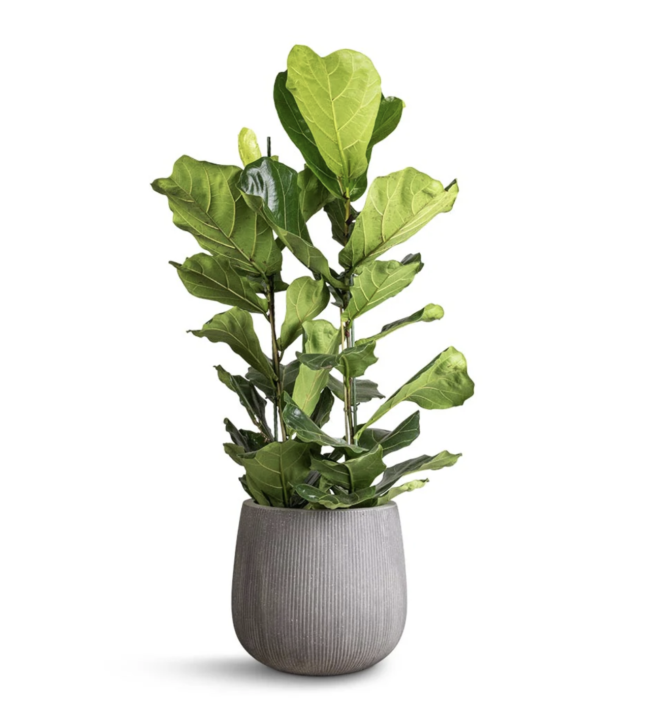 Ficus Lyrata 2–3 stems indoor plant in ceramic pot with Spanish moss cover, approx. 60–80 cm tall
