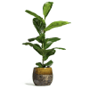 Ficus Lyrata indoor plant (Fiddle Leaf Fig) in ceramic pot with Spanish moss cover, approx. 100 cm tall