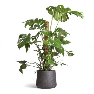 Monstera