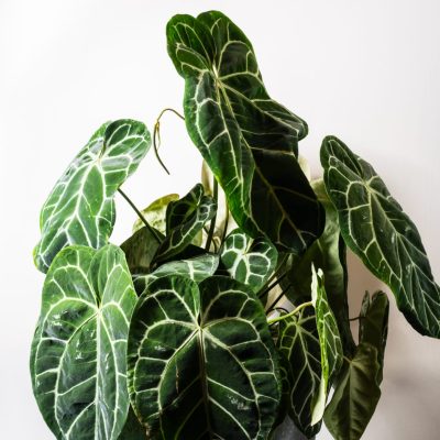 Anthurium Clarinervium