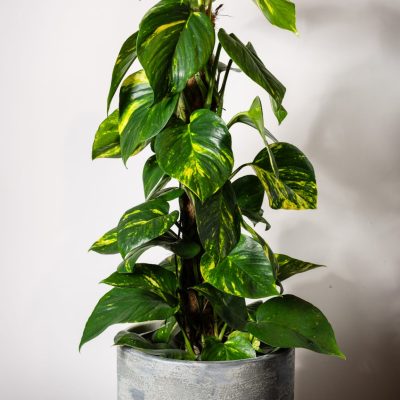 Epipremnum on moss pole