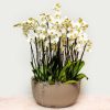 White orchid arrangement in a large round recycled plastic pot.