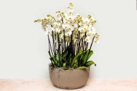 White orchid arrangement in a large round recycled plastic pot.