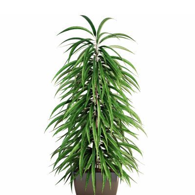 Ficus Alii