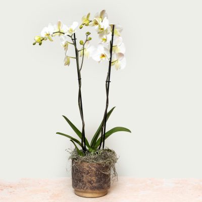 single white phalaenopsis orchid in pot – indoor plant gift arrangement