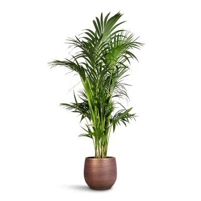 Kentia