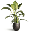 Fresh Dutch Peace Lily delivery
