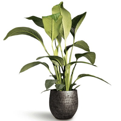 Fresh Dutch Peace Lily delivery