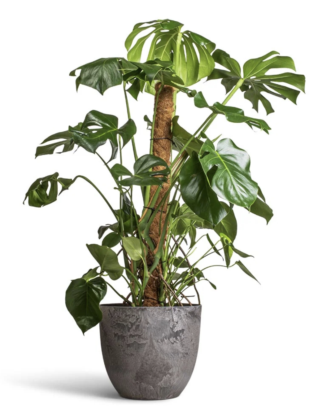 Monstera - Image 4