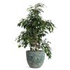 Ficus Benjamina Weeping Fig indoor plant London – large ficus tree houseplant