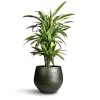 Dracaena fragrans Lemon Lime indoor plant London – tropical air purifying houseplant