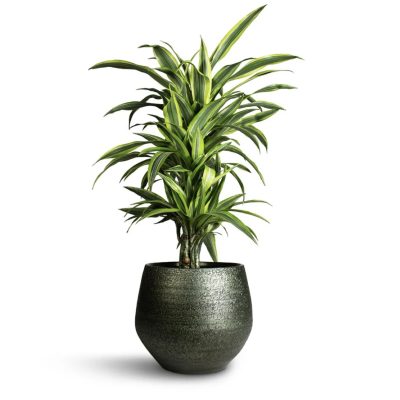 Dracaena fragrans Lemon Lime indoor plant London – tropical air purifying houseplant
