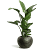 Peace Lily indoor plant in designer pot, delivered fresh from Dutch farms in 2–5 days