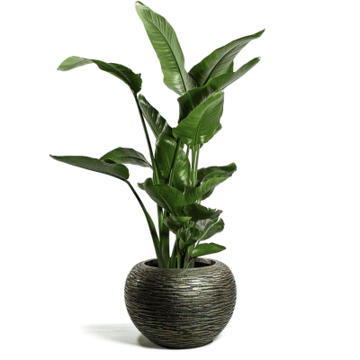 Peace Lily indoor plant in designer pot, delivered fresh from Dutch farms in 2–5 days