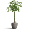 Pachira aquatica (Money Tree)