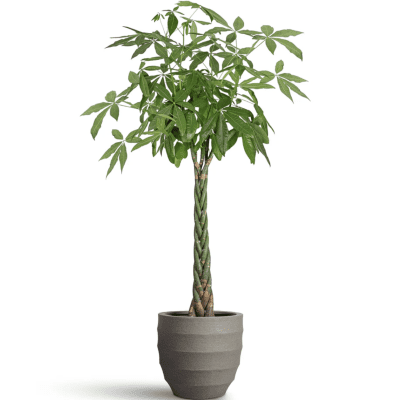 Pachira aquatica (Money Tree)