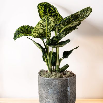 Plants