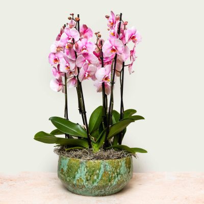 Large Orchid Arrangement Bowl (Pink)