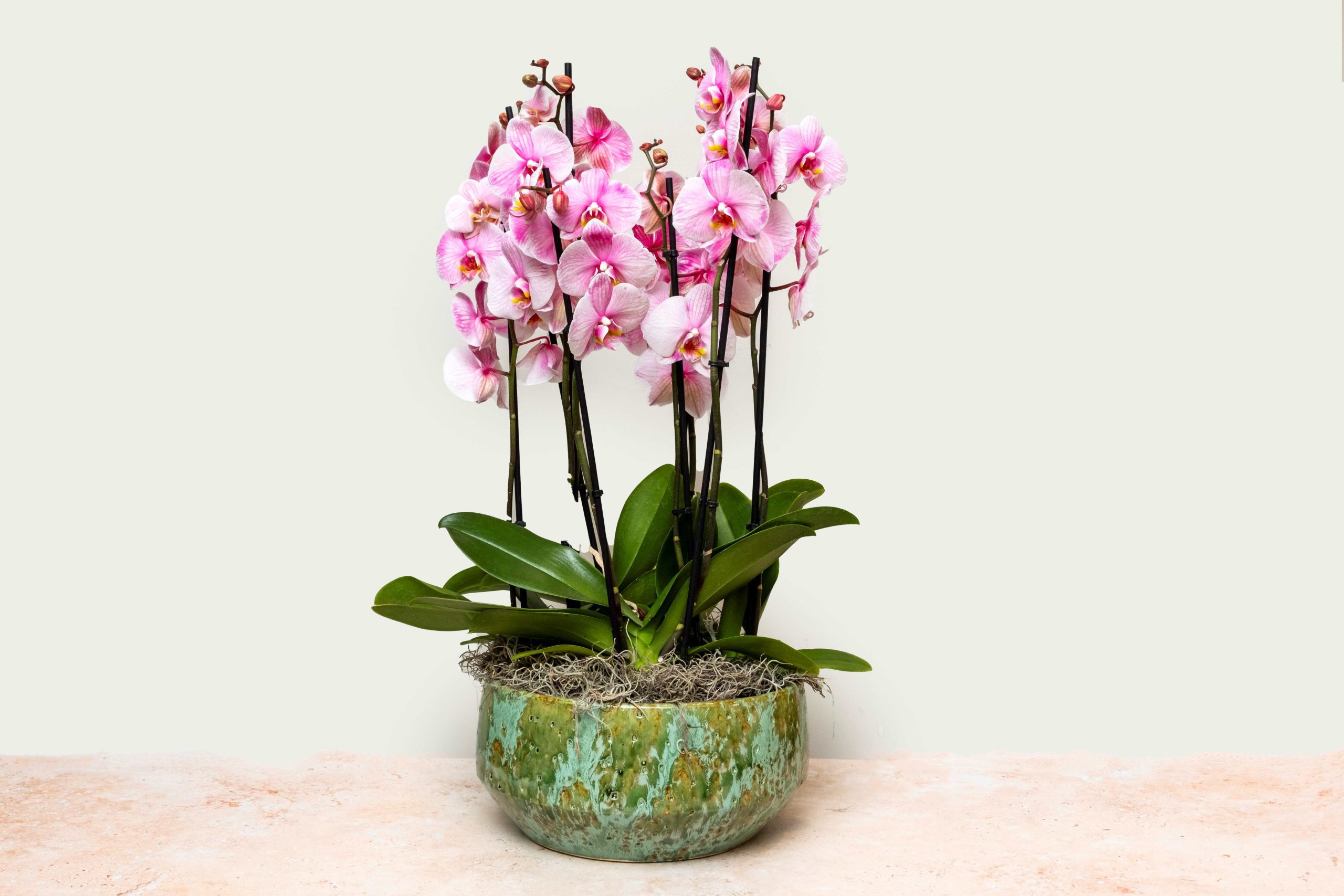 Large Orchid Arrangement Bowl (Pink)