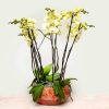 Yellow-green orchid arrangement in terracotta ceramic bowl – luxury floral design by Bernard Rochet