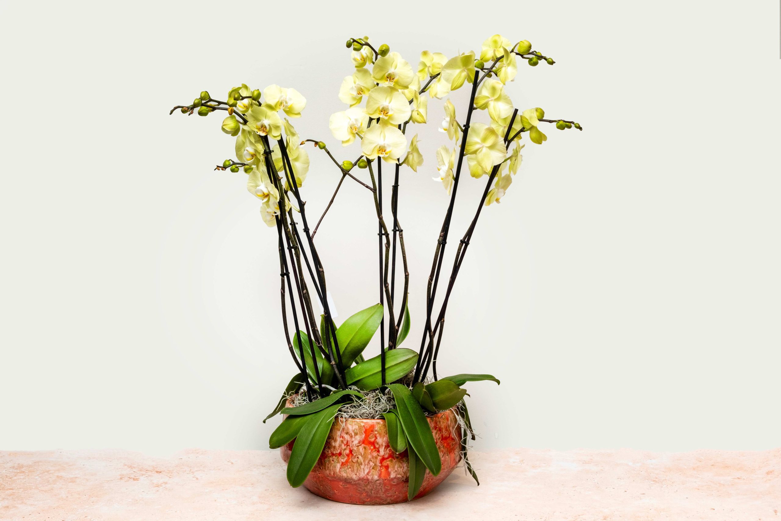 Yellow-green orchid arrangement in terracotta ceramic bowl – luxury floral design by Bernard Rochet
