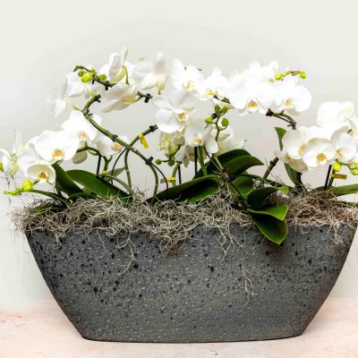 Deluxe Orchid Arrangement in Grey Ceramic Pot – Luxe White Orchids London - Image 4