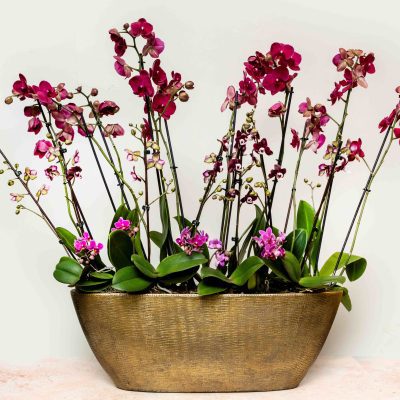 Deluxe multicolour Phalaenopsis orchid arrangement in gold oval pot