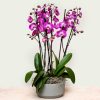 Luxury light purple Phalaenopsis orchid arrangement in ceramic bowl