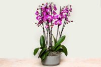 Luxury light purple Phalaenopsis orchid arrangement in ceramic bowl