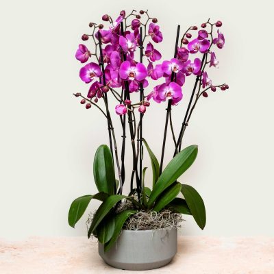 Luxury light purple Phalaenopsis orchid arrangement in ceramic bowl