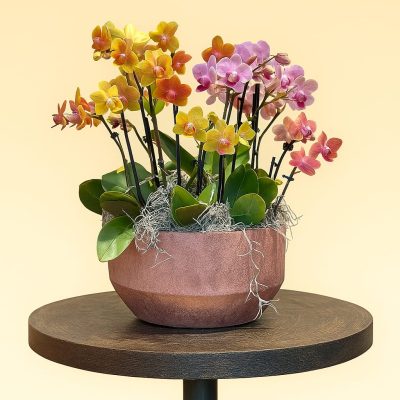 Vibrant miniature orchid bowl with 12 mixed colour stems in ceramic pot – Bernard Rochet London