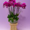 Luxury deep pink phalaenopsis orchid in fluted ceramic bowl – Bernard Rochet London