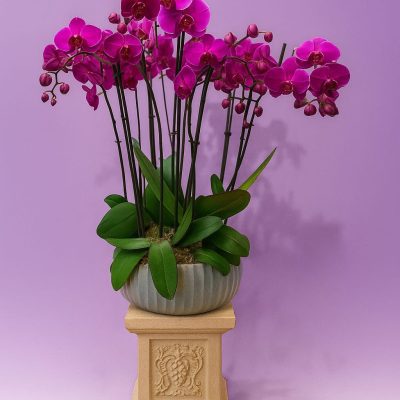 Luxury deep pink phalaenopsis orchid in fluted ceramic bowl – Bernard Rochet London