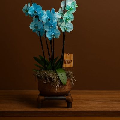 Blue phalaenopsis orchid arrangement in artisan pot by Bernard Rochet, Chelsea London