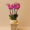 Fuchsia orchid plant arrangement in a cream ceramic pot on a decorative pedestal.