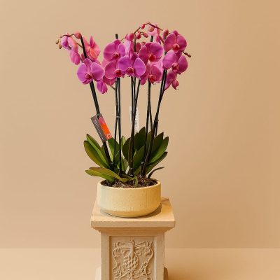Fuchsia orchid plant arrangement in a cream ceramic pot on a decorative pedestal.