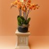 6 Stem Saffronella Phalaenopsis Orchid in C’est La V Pot