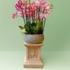 Pink phalaenopsis orchid arrangement with 14–18 stems in luxury La V empire pot, by Bernard Rochet Chelsea London