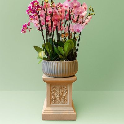 Pink phalaenopsis orchid arrangement with 14–18 stems in luxury La V empire pot, by Bernard Rochet Chelsea London