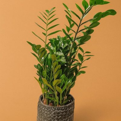Urban ZZ plant in black woven pot – luxury indoor greenery London