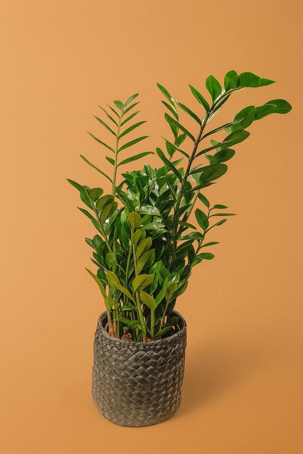 Urban ZZ plant in black woven pot – luxury indoor greenery London