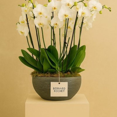 Luxury orchid arrangement in white ceramic pot – Bernard Rochet London