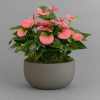 Anthurium indoor plant – statement floral display for luxury interiors in London