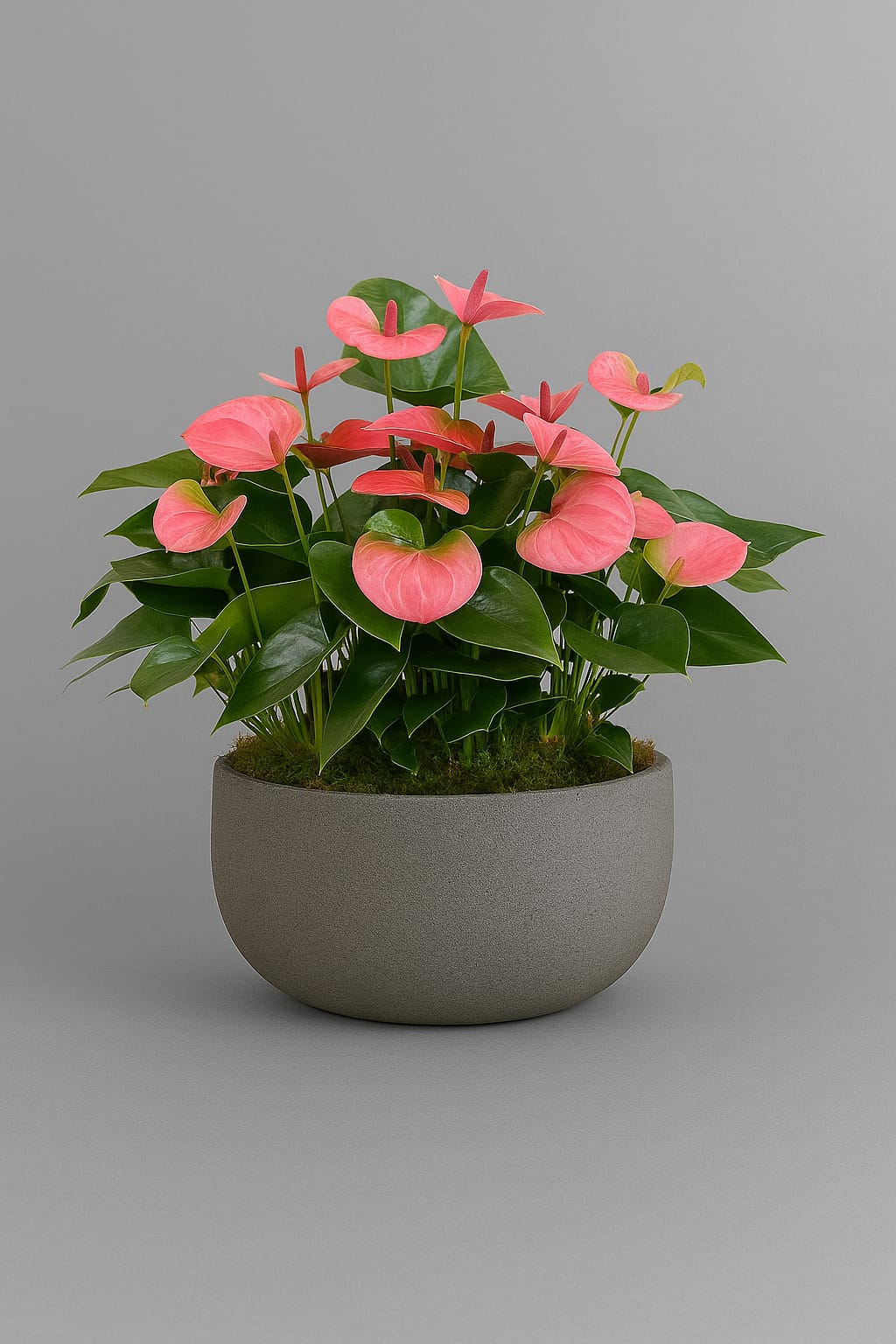 Anthurium indoor plant – statement floral display for luxury interiors in London